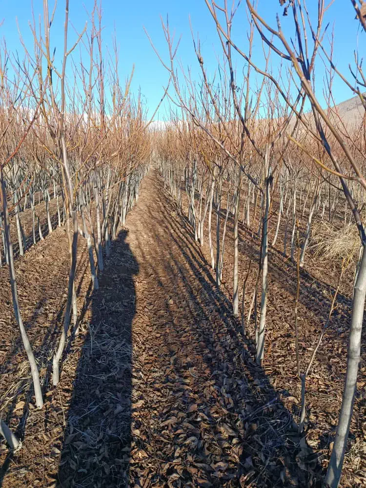 نهال درخت گردو|خدمات باغبانی و درختکاری|تیکمه داش, |دیوار