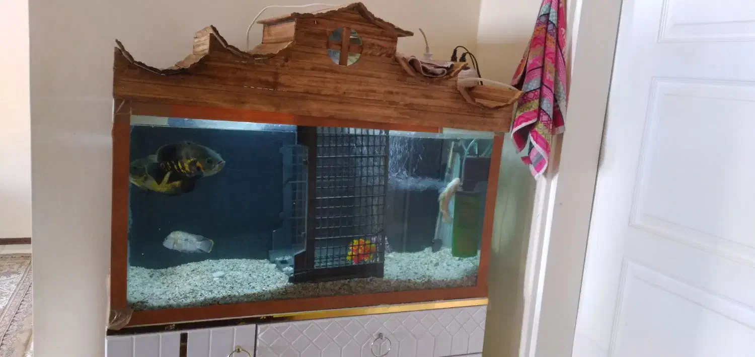 آکواریوم|ماهی|پردیس, فاز ۱۱|دیوار