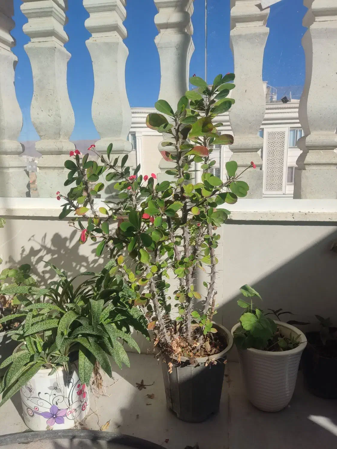 گل‌های فروشی|گل و گیاه طبیعی|نیشابور, دارایی|دیوار