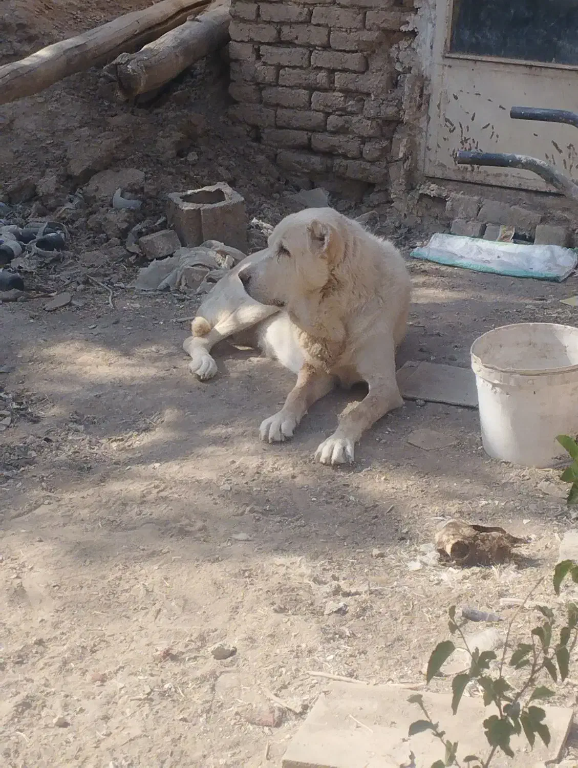 لاس درجه یک|سگ|اصفهان, قائمیه|دیوار