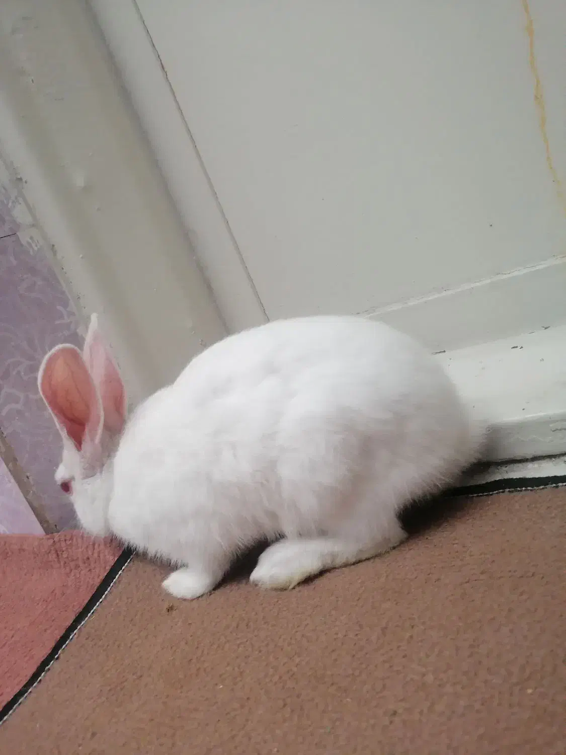 خرگوش|موش و خرگوش|قدس, شهر‌قدس|دیوار