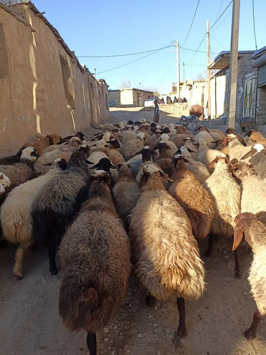 گوسفندبابره|حیوانات مزرعه|کنگاور, |دیوار