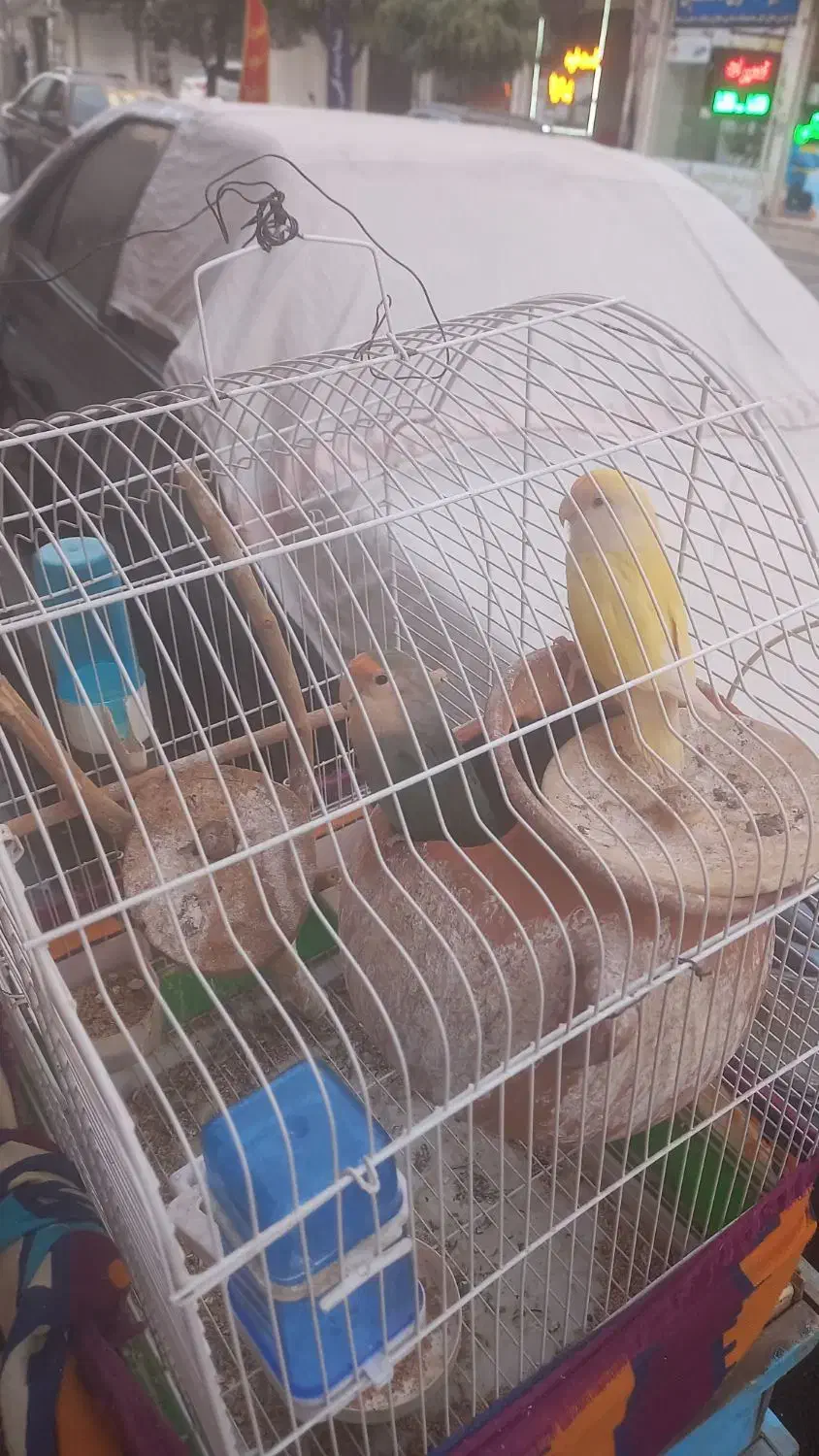 ۲جفت طوطی برزیلی روی تخم و جوجه|پرنده|اندیشه, اندیشه فاز ۱|دیوار