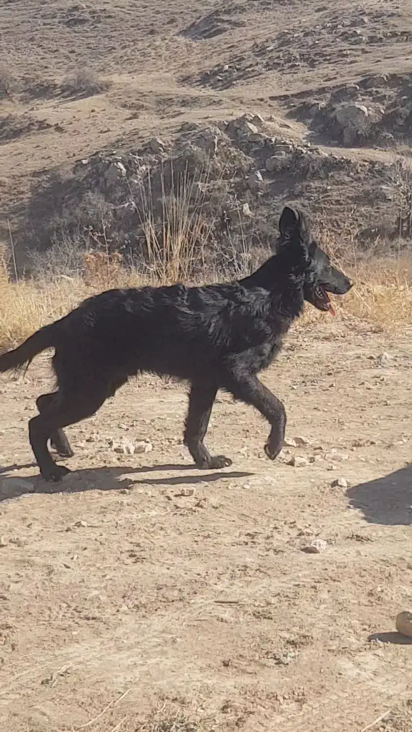 فر.وش توله ژرمن بلک نر|سگ|مشهد, آزادشهر|دیوار