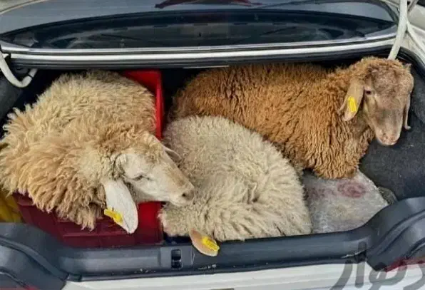 گوسفند زنده خونی جهت تمامی مراسمات شما با قصاب|حیوانات مزرعه|مشهد, الهیه|دیوار