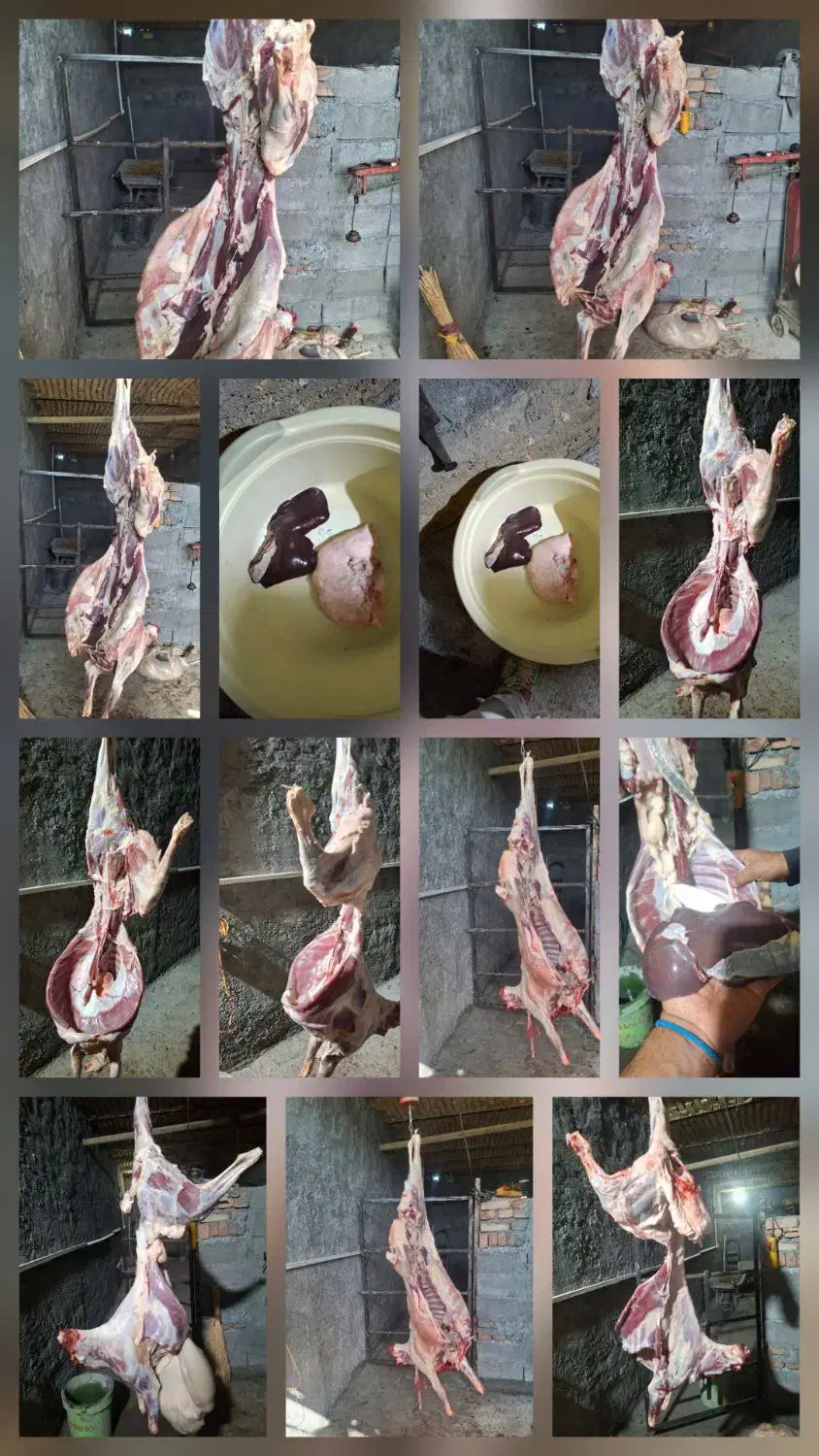 گوسفند شیشک بره ماده و بزغاله 249|حیوانات مزرعه|اراک, |دیوار