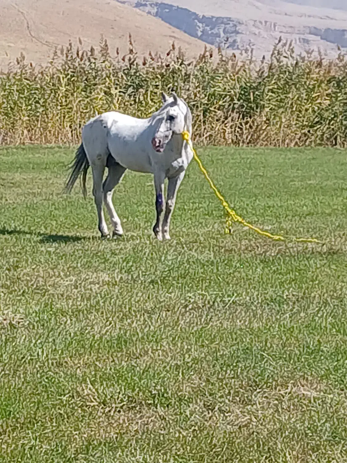 دانالو|اسب و تجهیزات اسبسواری|ماکو, |دیوار