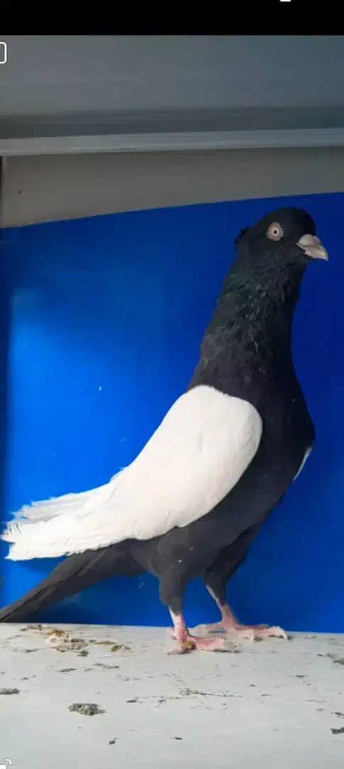 فروش کبوتر سینه ای|پرنده|رامسر, |دیوار