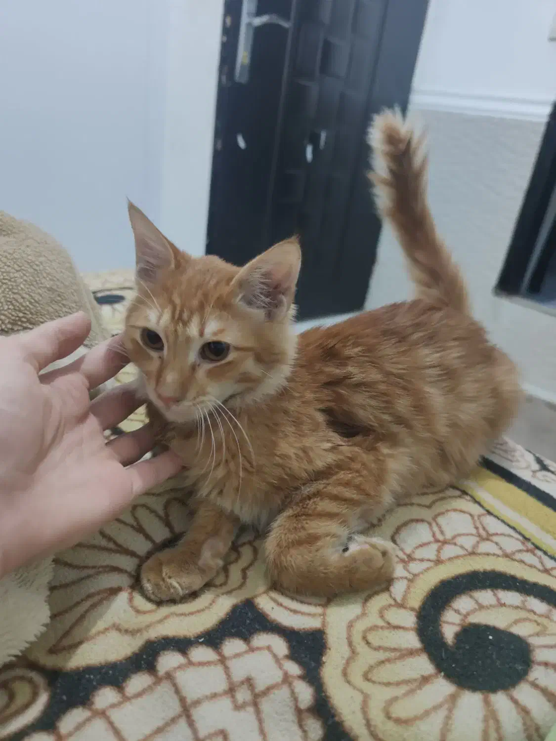 واگذاری گربه نر دو ماهه|گربه|بوشهر, |دیوار