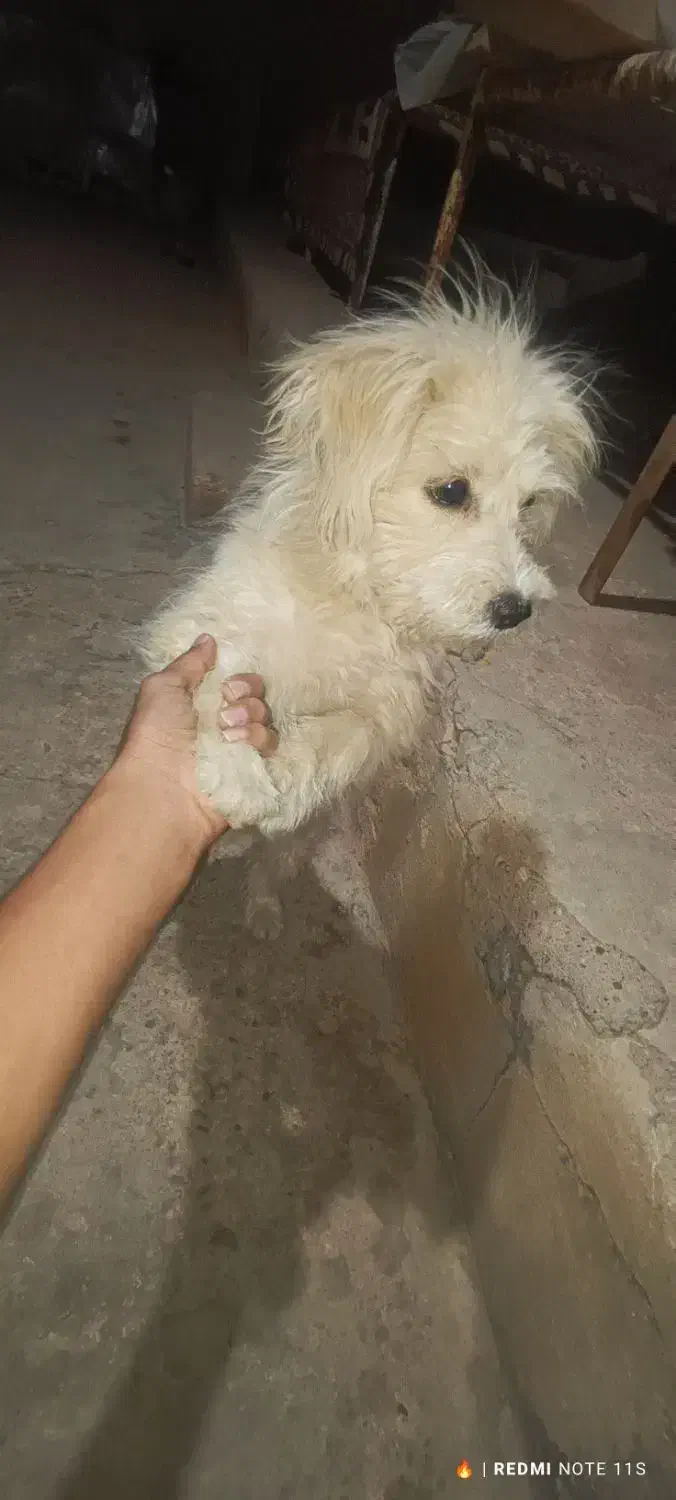 شیتزو|سگ|مسجد سلیمان, |دیوار