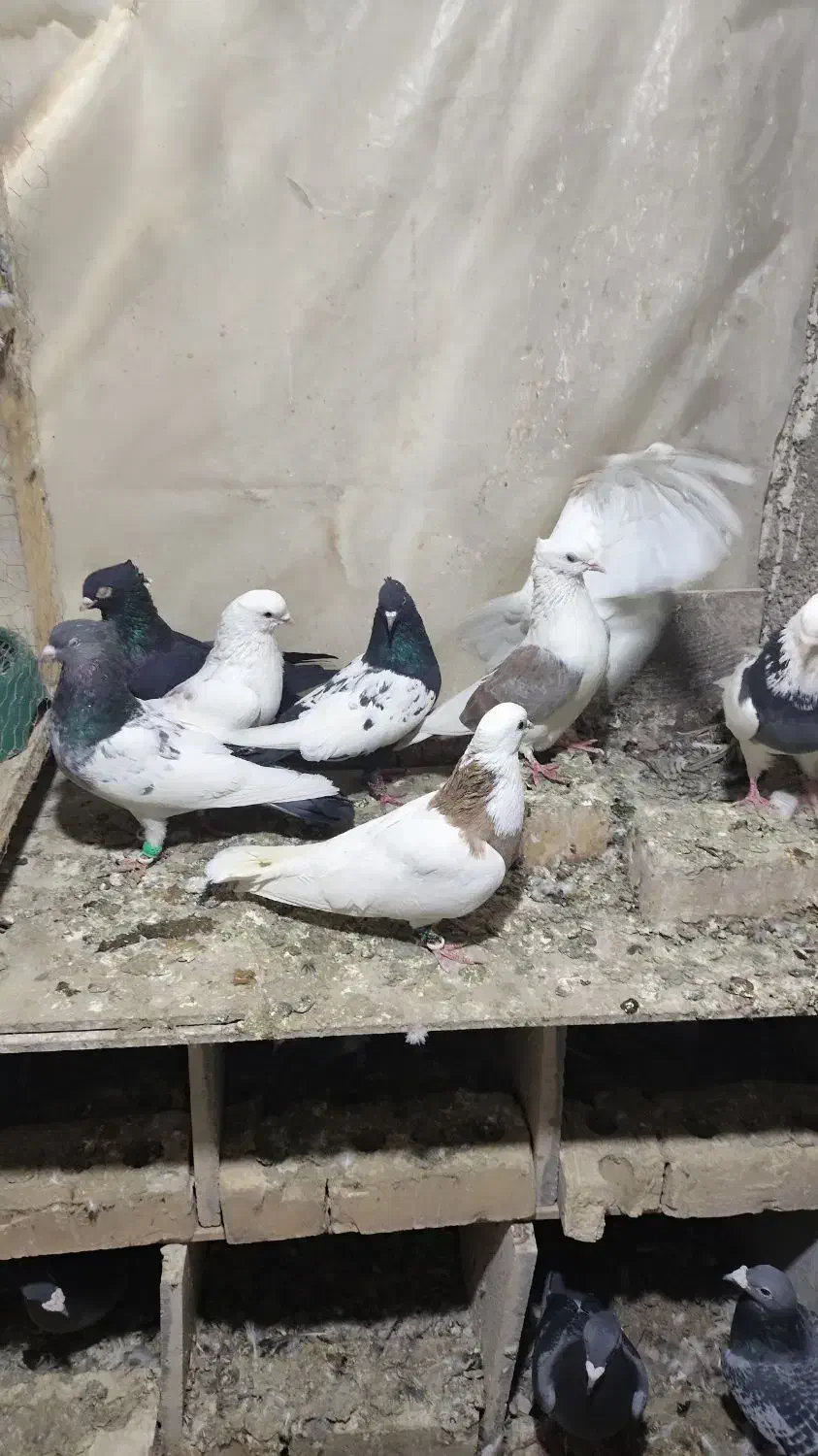 کبوتر رنگه پرشی نر|پرنده|مشهد, شهید قربانی|دیوار