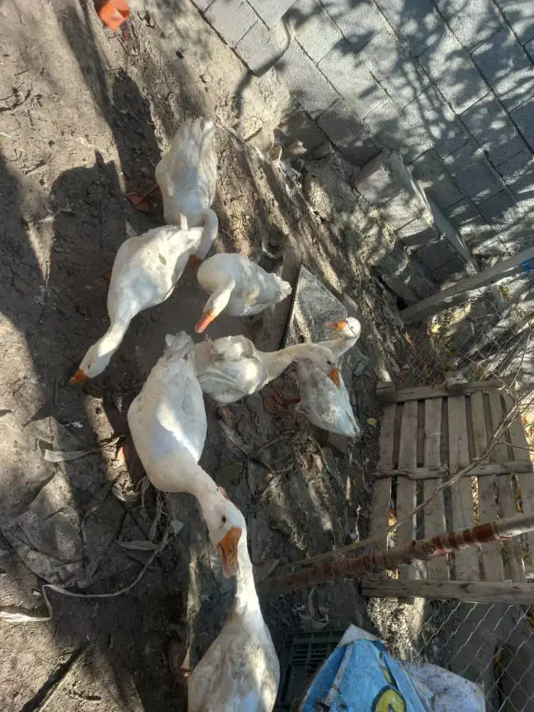 غازهای سالم و سرحال|حیوانات مزرعه|ارومیه, |دیوار