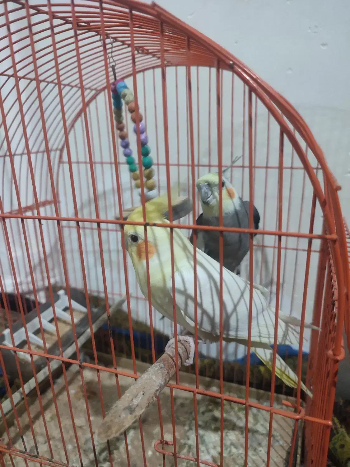 فروش عروس هلندی|پرنده|علی‌آباد کتول, |دیوار