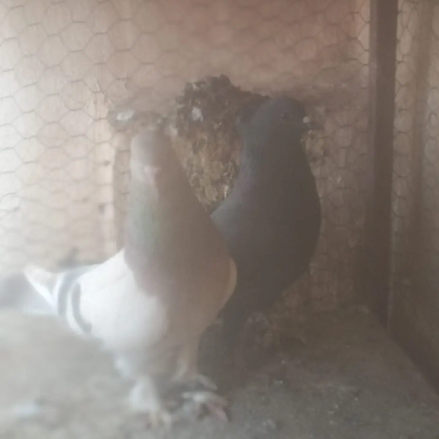 کفتر قلاق وترکیه ای سرور|پرنده|برخوار, |دیوار