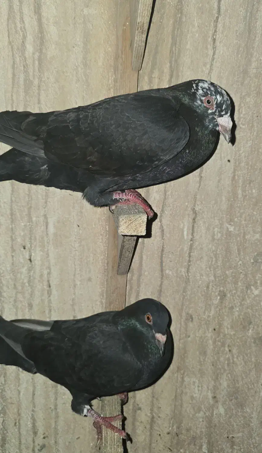 دورگ درجه یک ذات فولاد|پرنده|شوشتر, |دیوار