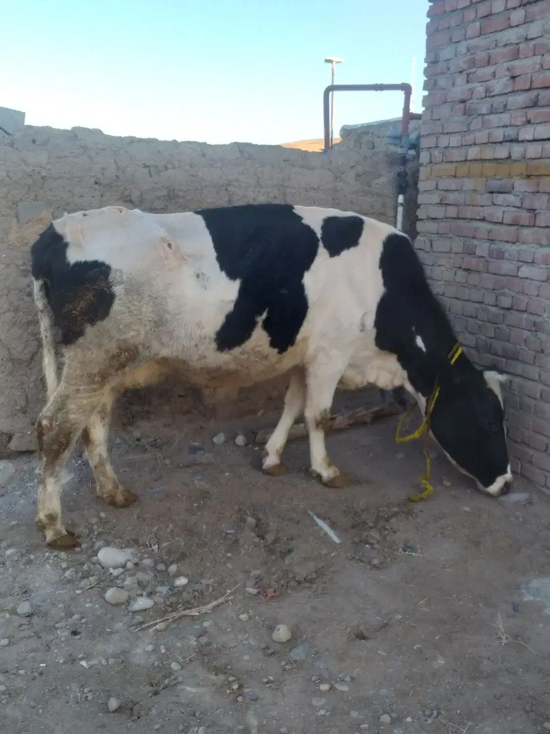 گاو جوان گوشتی شیری|حیوانات مزرعه|نظر کهریزی, |دیوار