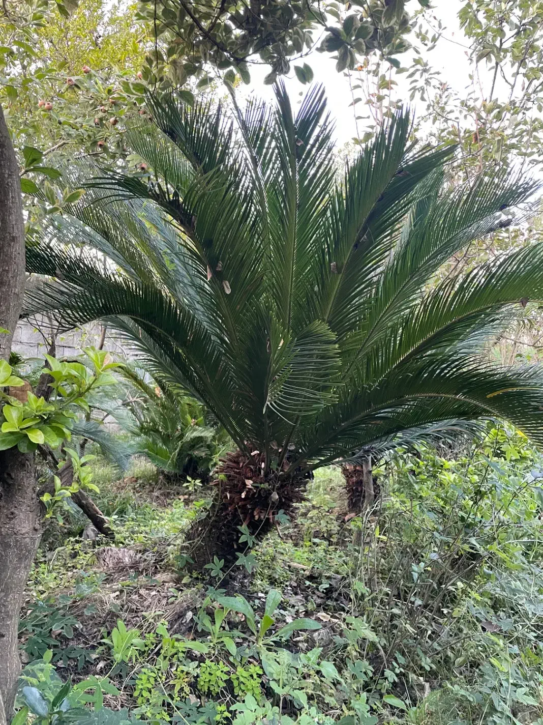 گل سیکاس مادر تنه دار|گل و گیاه طبیعی|کتالم و سادات شهر, |دیوار