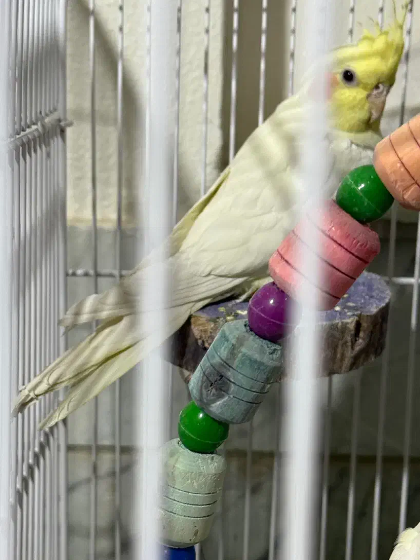 عروس هلندی|پرنده|شاهین‌شهر, فردوسی|دیوار