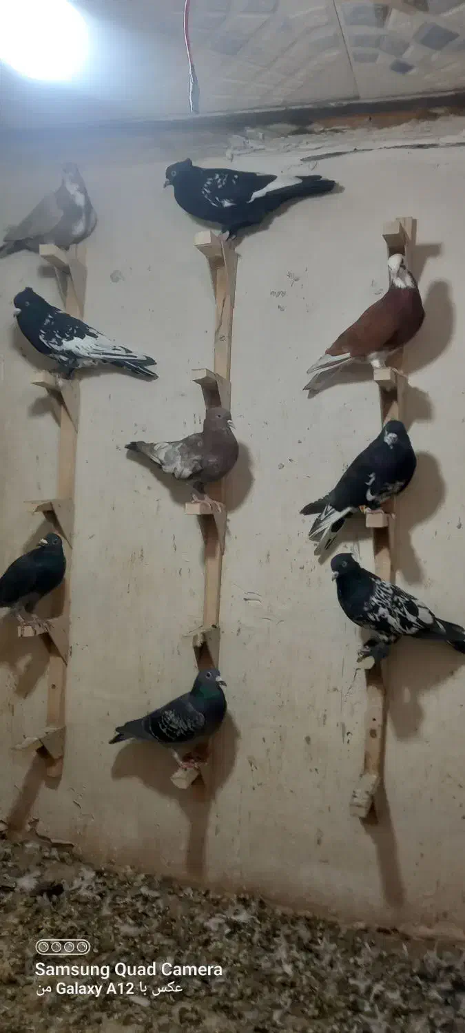 تعداد ۲۰ عدد کبوتر جفتی ۷۰۰ تکی قیمتش فرق میکنه|پرنده|شیراز, شهرک مهرگان|دیوار