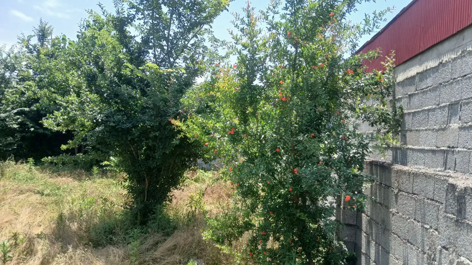 ۴۰۸زمین مسکونی دوردیوارسنگررشت|فروش زمین و ملک کلنگی|سنگر, |دیوار