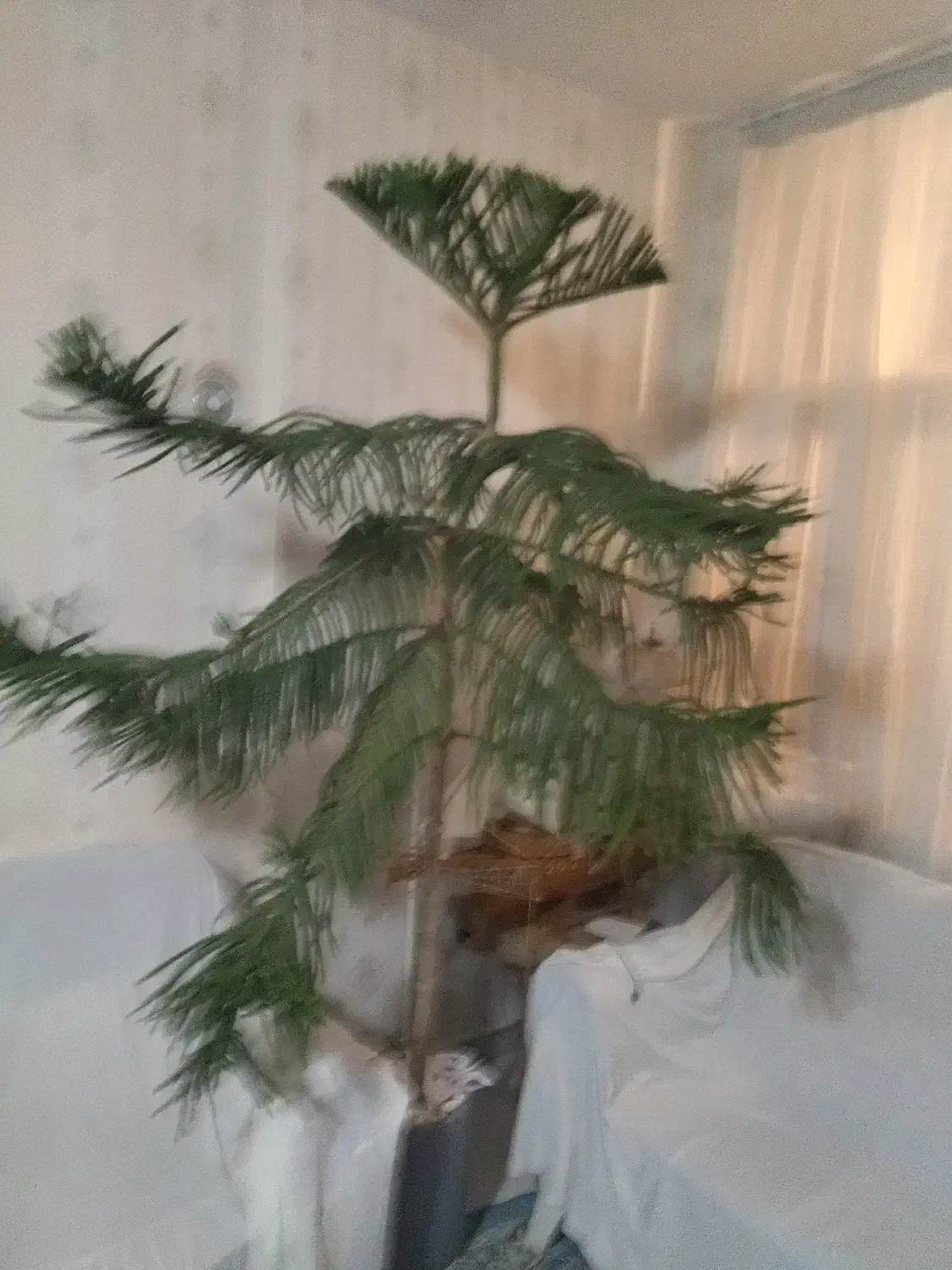 انواع کاج و شمشاد گلهای اپارتمانی|گل و گیاه طبیعی|کرج, فاز ۳ مهرشهر|دیوار