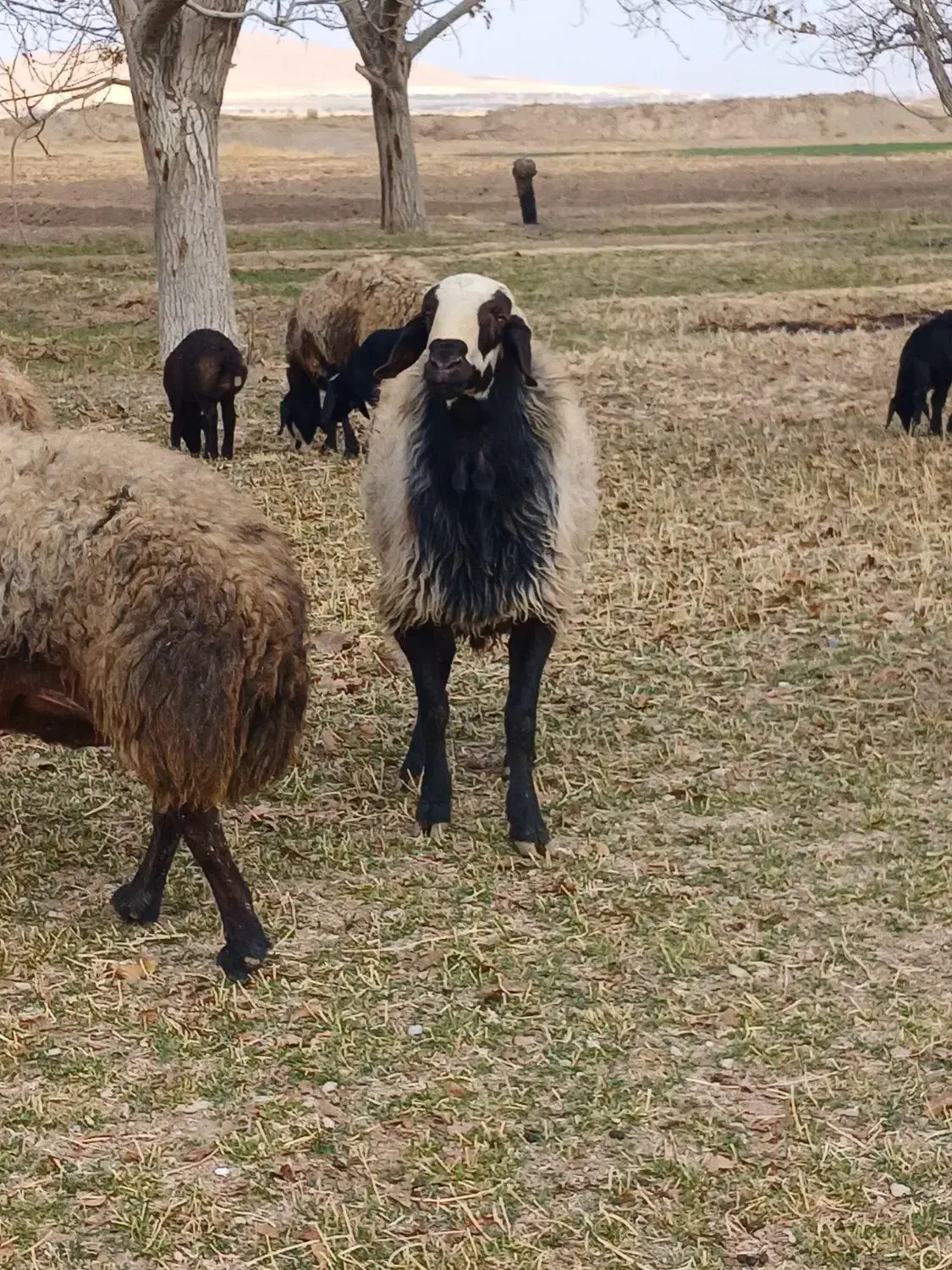 قوچ شال فروشی|حیوانات مزرعه|رزن, |دیوار