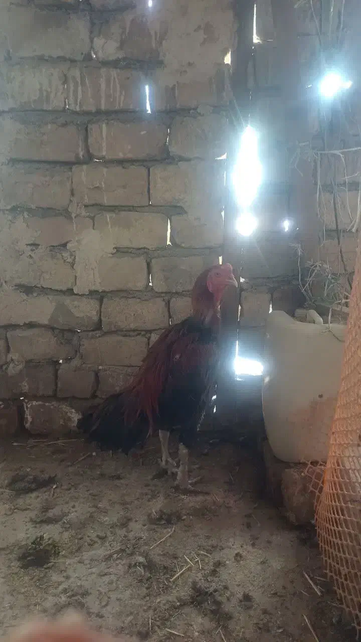 خروس لاری|حیوانات مزرعه|قم, زنبیل آباد|دیوار