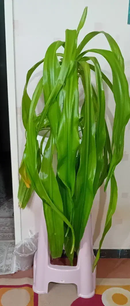 گل اشک ملکه|گل و گیاه طبیعی|اصفهان, شاهد|دیوار