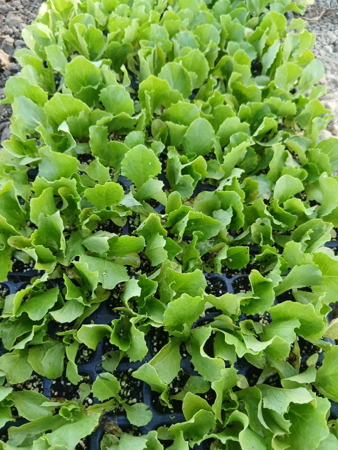 کاشت نشا|خدمات باغبانی و درختکاری|دزفول, |دیوار