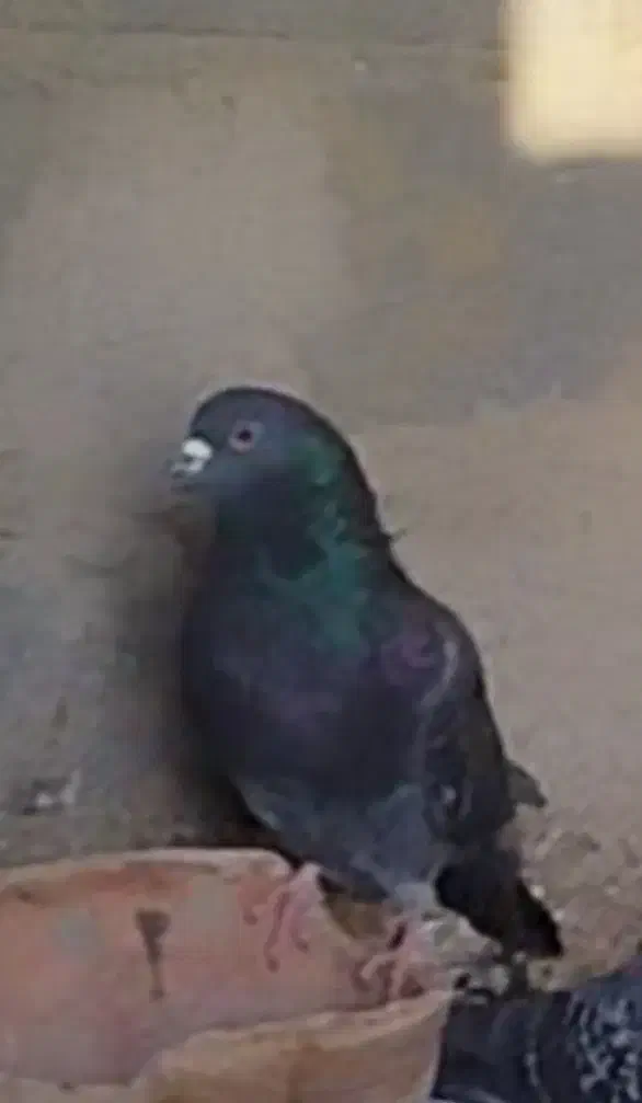 کبوتر اوچان|پرنده|ابهر, |دیوار