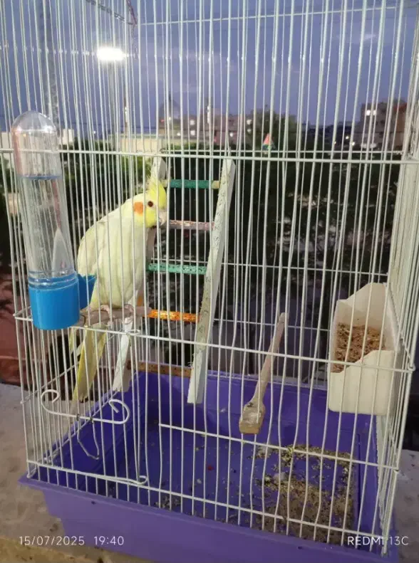 عروس هلندی لوتینو چشم شرابی|پرنده|محلات, |دیوار