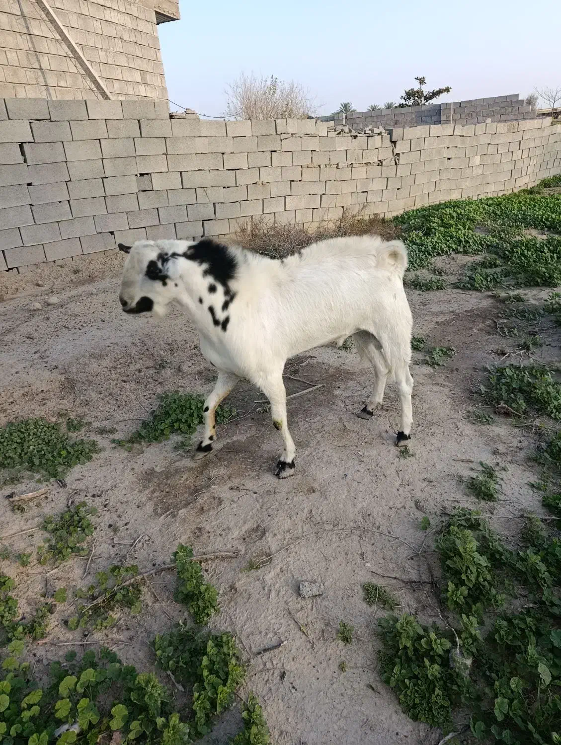 نر بزرگ|حیوانات مزرعه|میناب, |دیوار