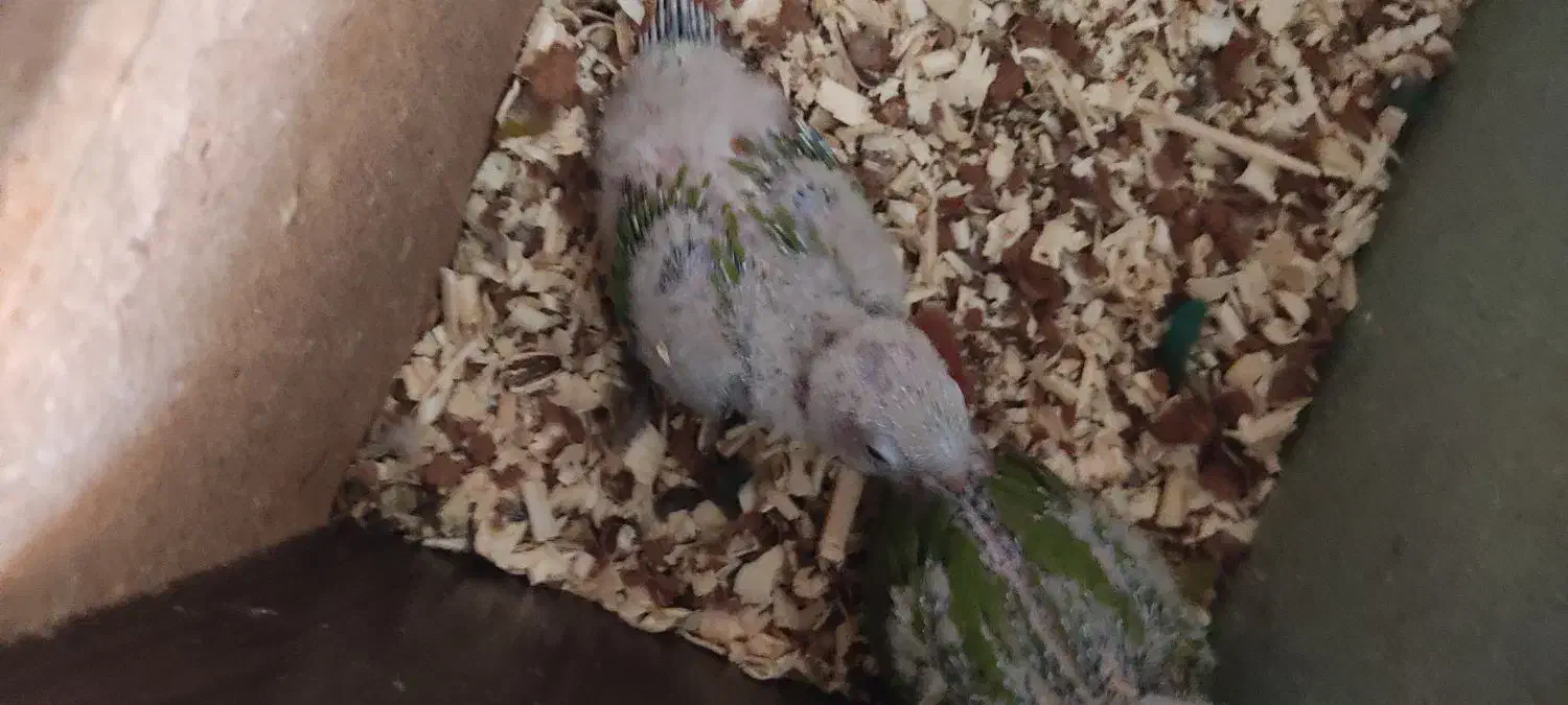 جوجه گیرنچک ۱ماه|پرنده|شاهین‌شهر, شهرک گلدیس|دیوار