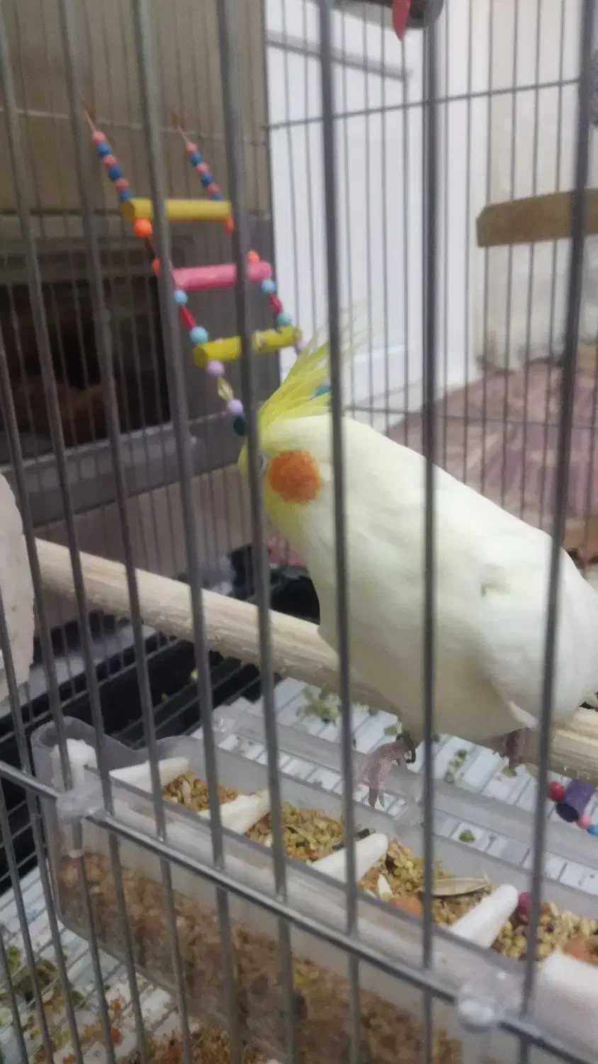 فروش عروس و برزیلی|پرنده|لالجین, |دیوار