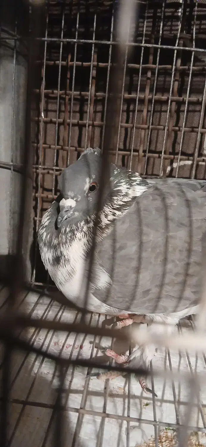 کبوتر|پرنده|مسجد سلیمان, |دیوار