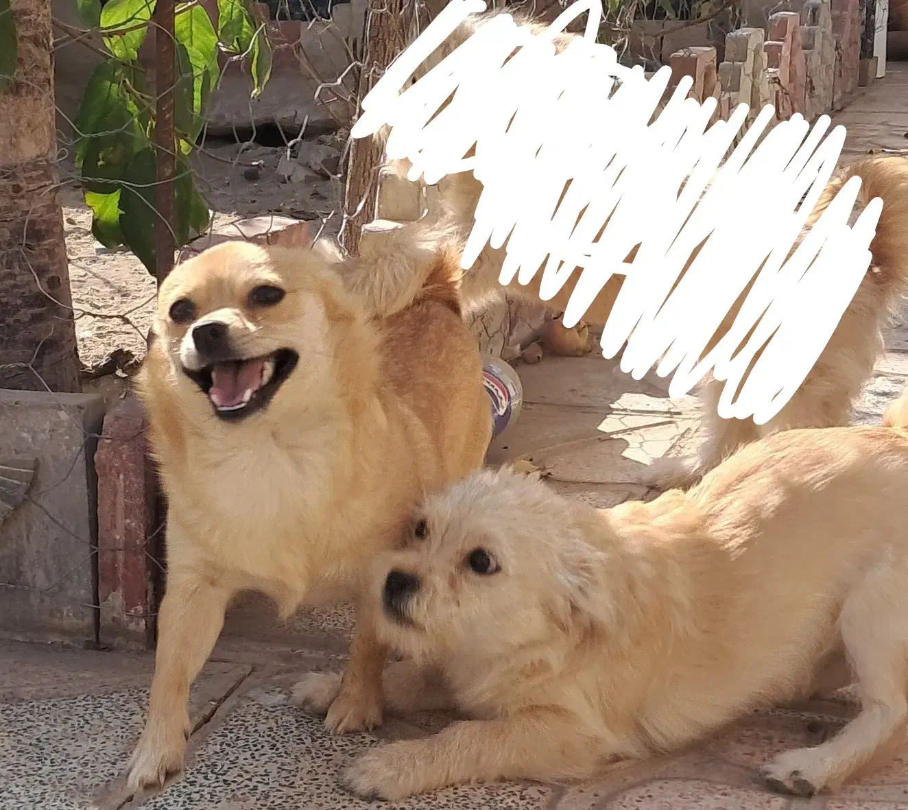 دو عدد سگ پا کوتاه فروشی|سگ|کرمان, |دیوار