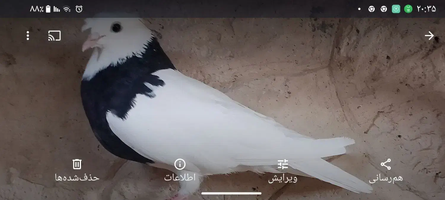 کبوتر ،|پرنده|کاشمر, |دیوار