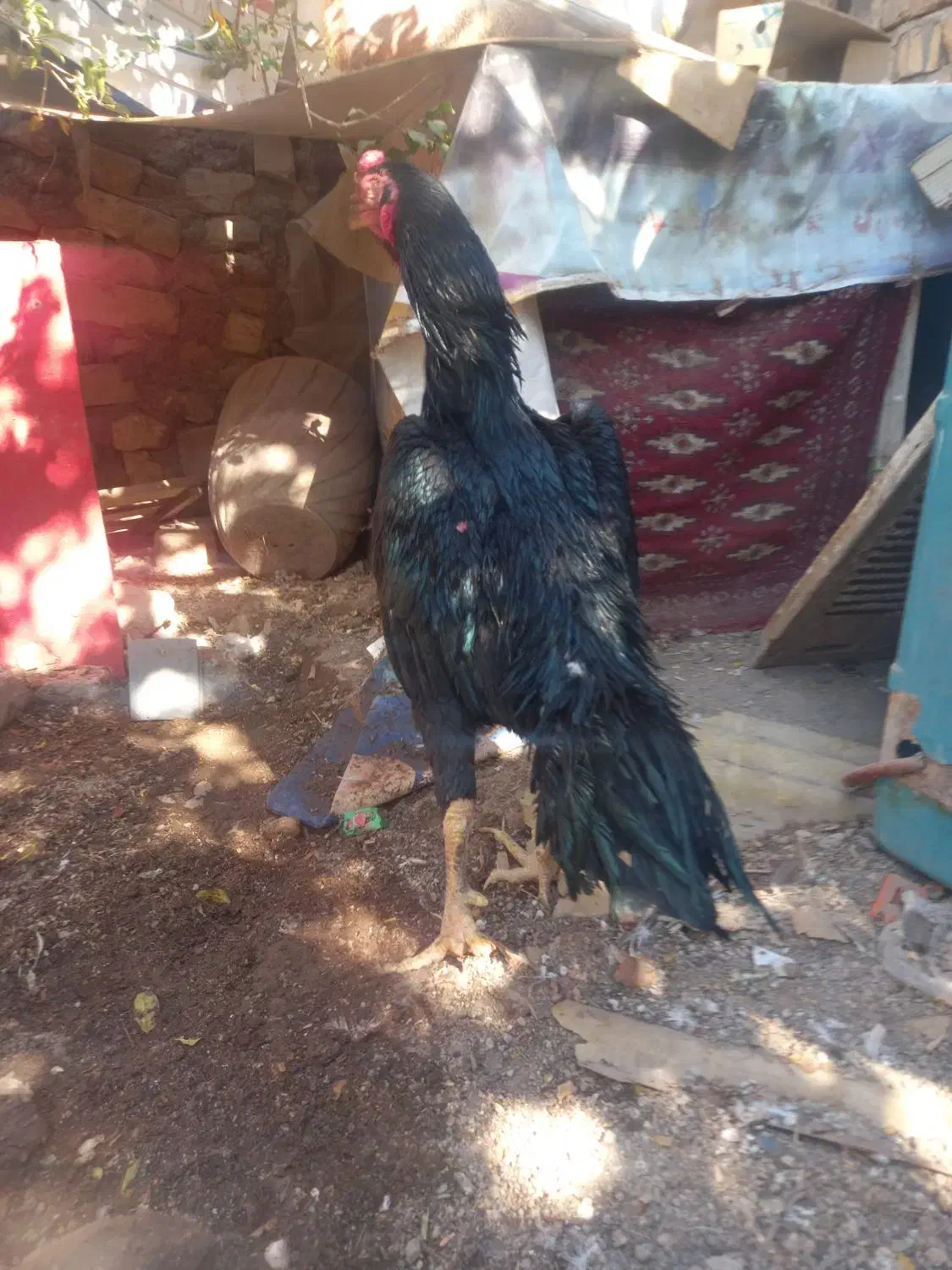 خر س شاموتیغ مشکی ونوچه مشکی وطوسی|حیوانات مزرعه|قم, شاه ابراهیم|دیوار