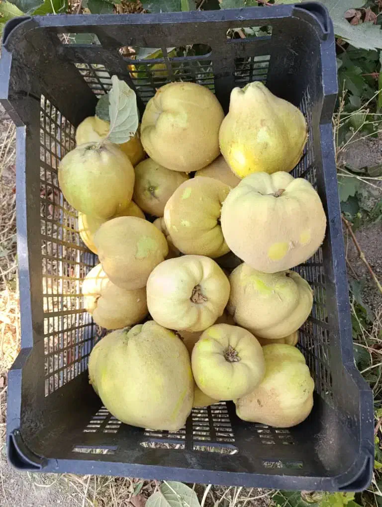 میوه به تازه باغی - بِه درجه ۱ - درجه ۲ - مخلوط|عمدهفروشی|مرودشت, تخت جمشید|دیوار