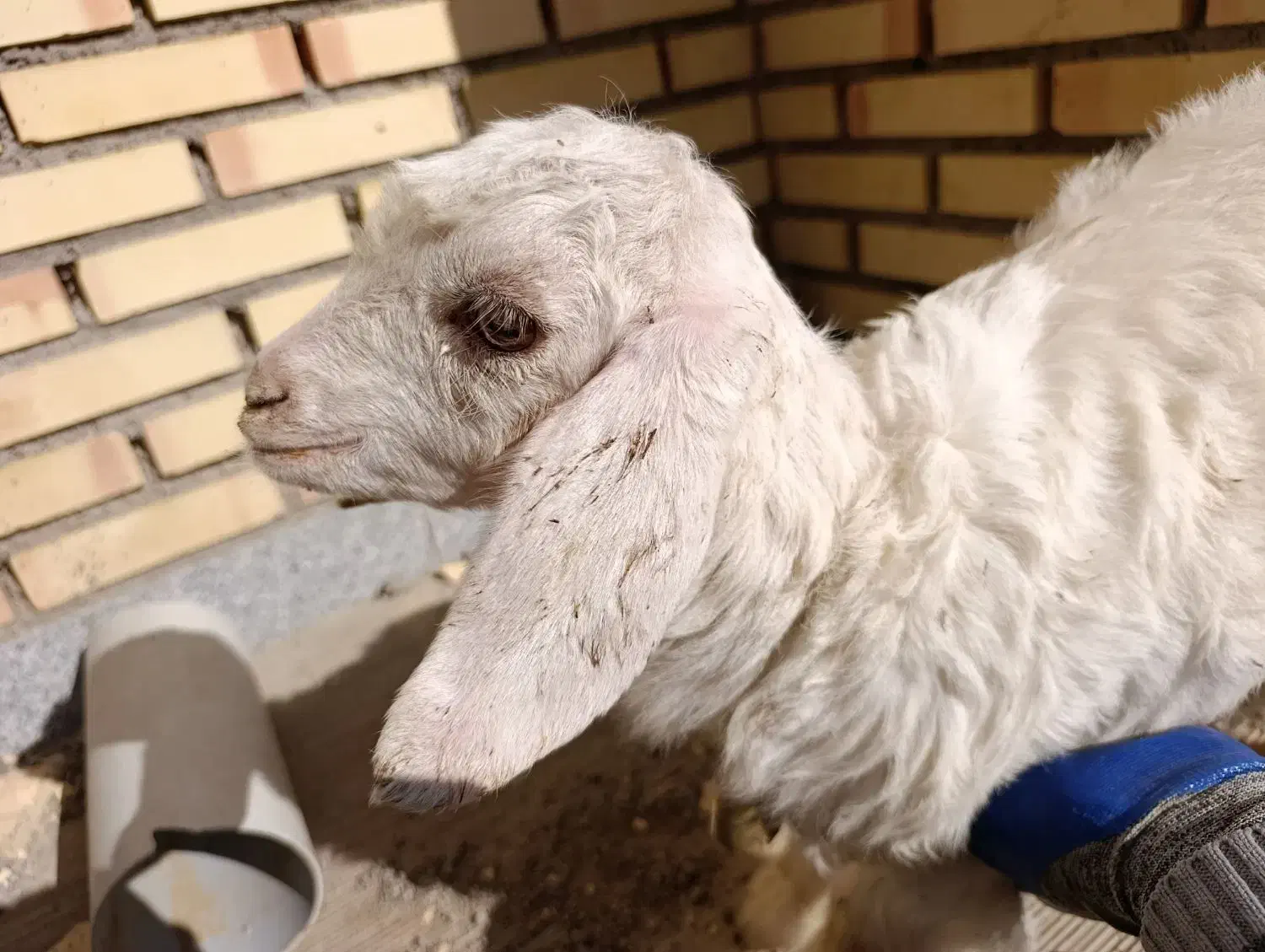 بزغاله|حیوانات مزرعه|بستان آباد, |دیوار