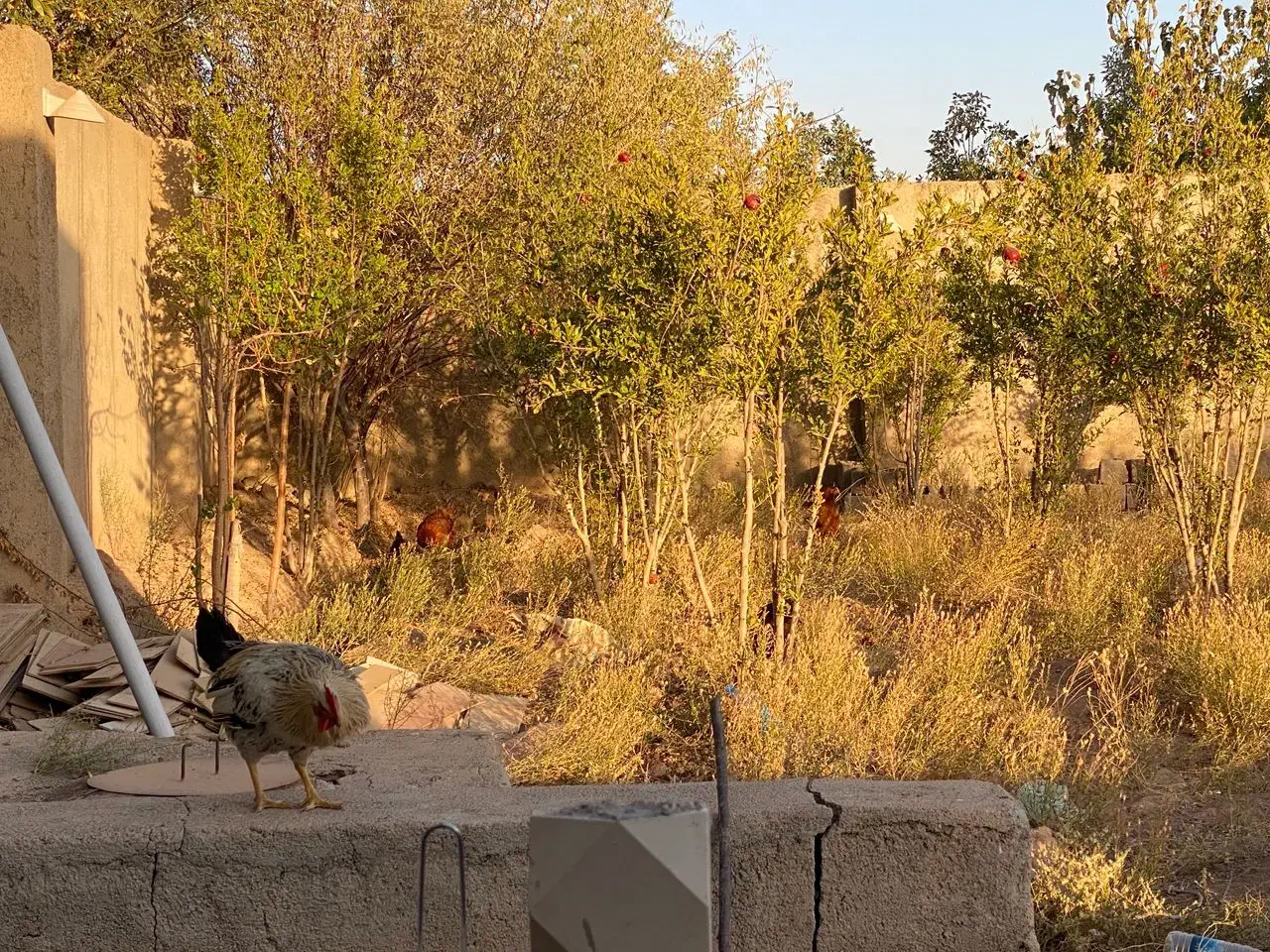 مرغ|حیوانات مزرعه|پلنگ آباد, |دیوار