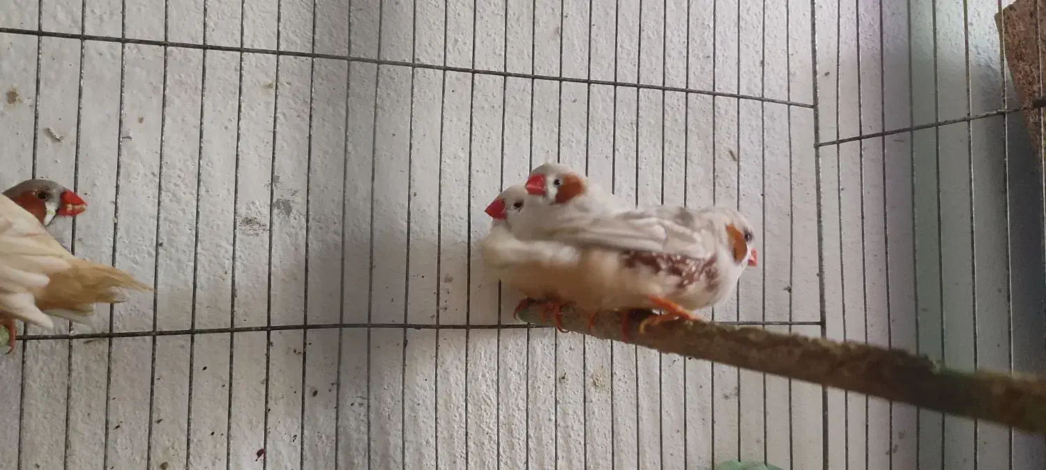 فنج کینگ سایز درشت|پرنده|لاهیجان, شهید آوینی|دیوار