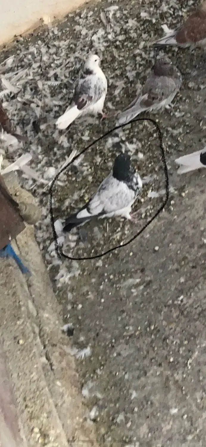 کفتر تهرانی|پرنده|رودهن, |دیوار