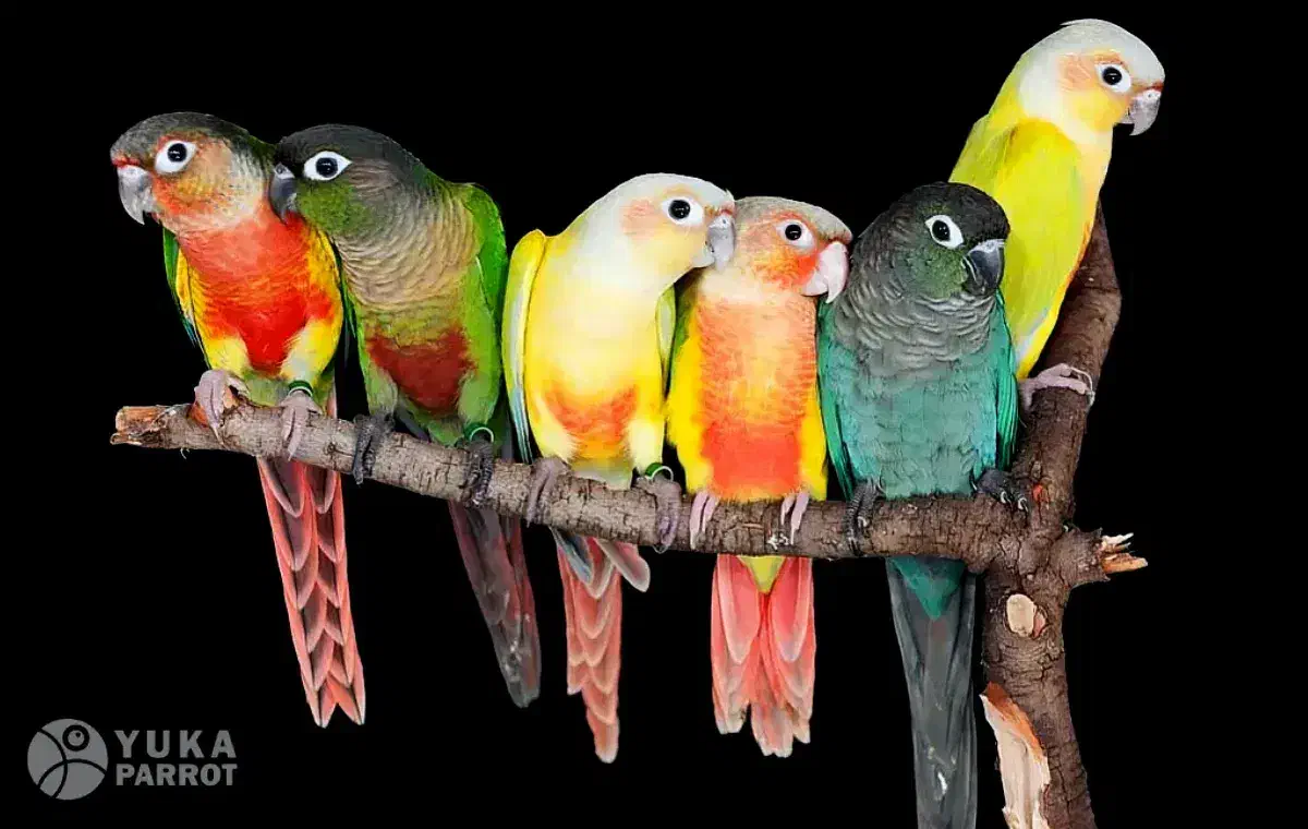 مولد گرینچیگ|پرنده|قم, نخودی|دیوار