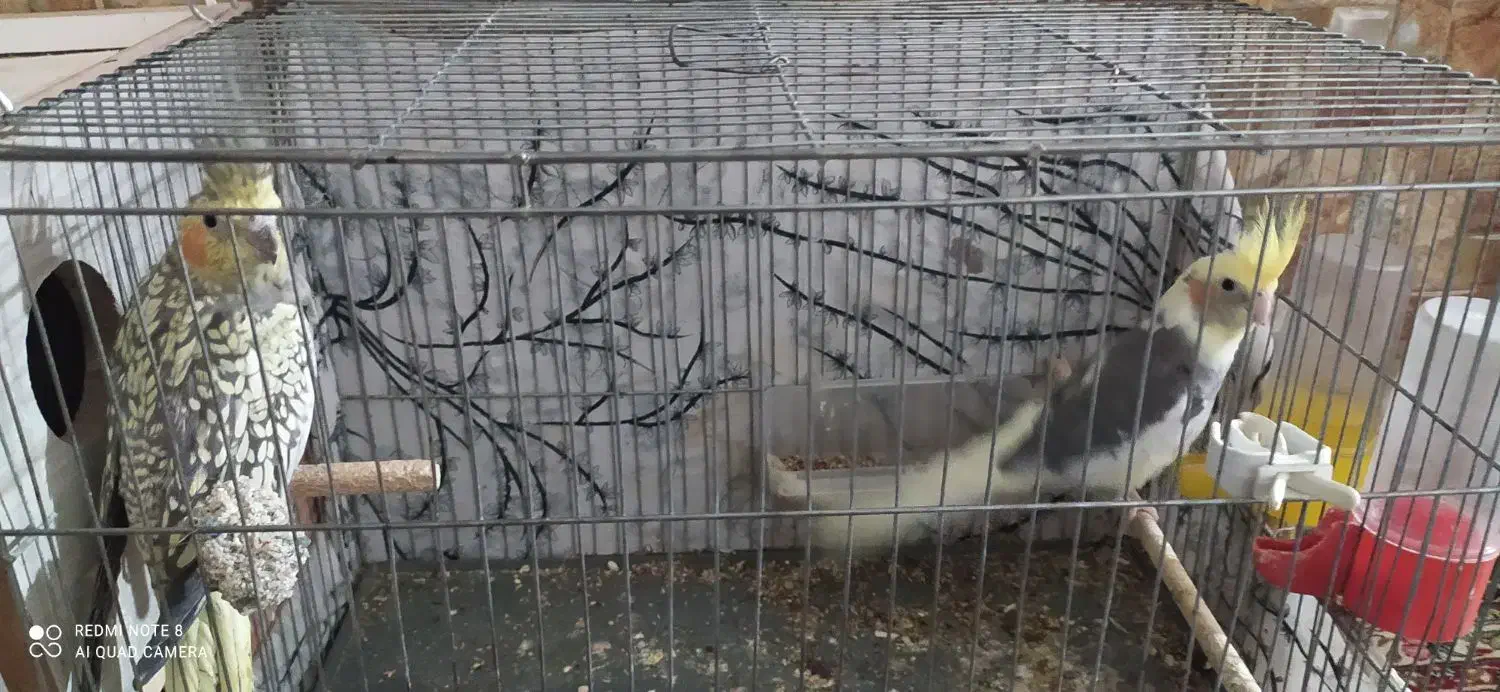 عروس هلندی|پرنده|اسفیچ, |دیوار