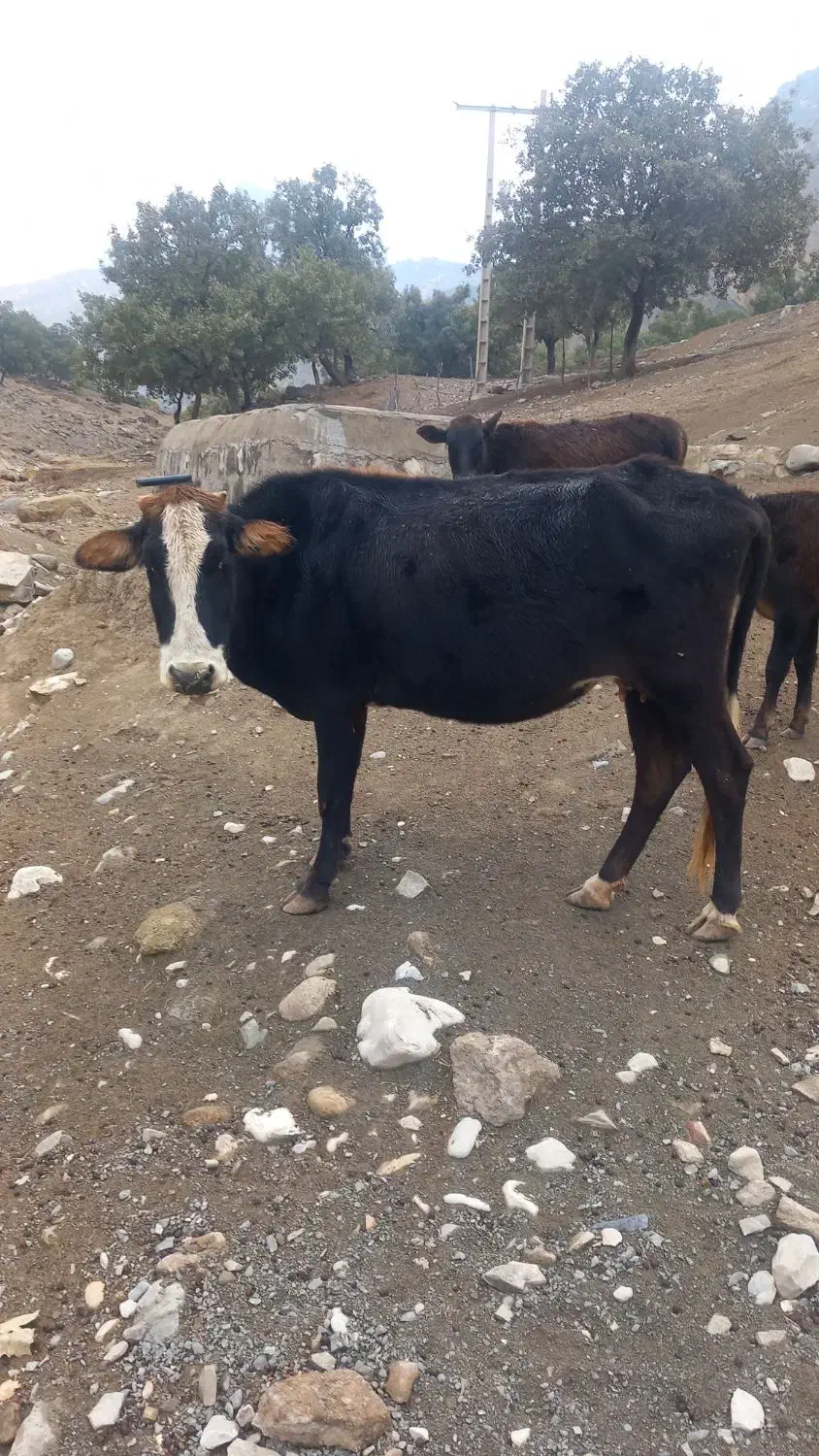 دو راس گاو آبستن با دو راس گوساله ماده سرحال|حیوانات مزرعه|پاپی, |دیوار