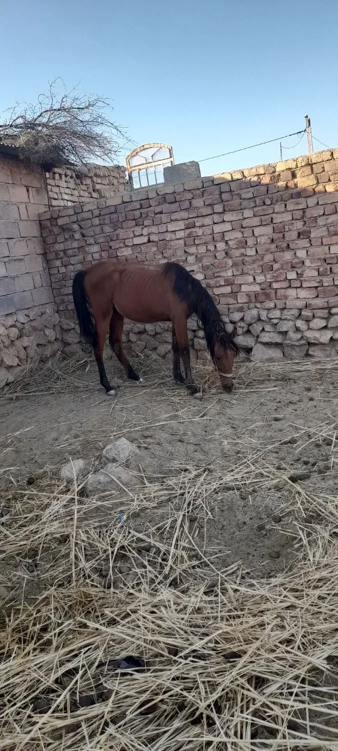 اسب مادیان دره شوری|اسب و تجهیزات اسب‌سواری|سیدان, |دیوار