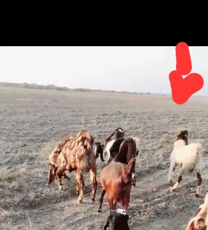 یک جفت نر بز خیلی عالی معاوضه با گوسفند هم داریم|حیوانات مزرعه|گنبد کاووس, |دیوار