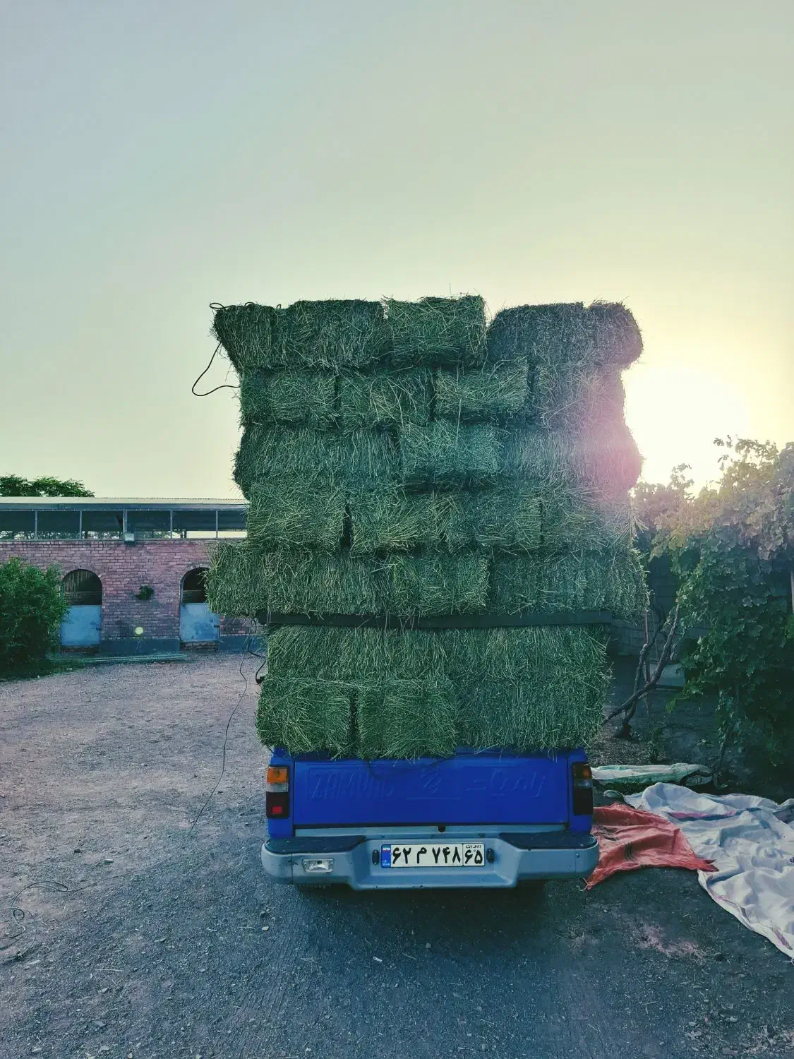 یونجه (بیده)|اسب و تجهیزات اسب‌سواری|رفسنجان, |دیوار