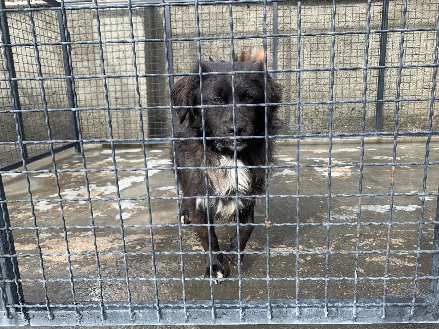 واگذاری سگ رایگان|سگ|ساری, |دیوار